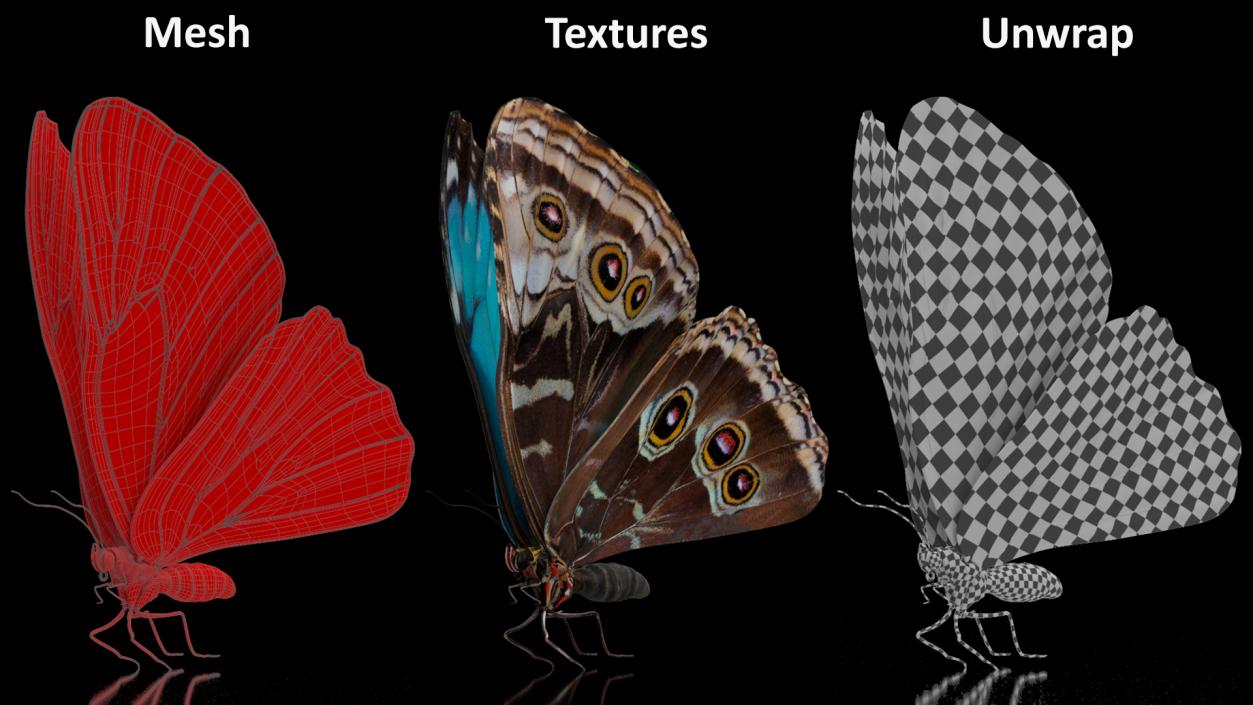 Animated Morpho Peleides Butterfly Flies Rigged 3D