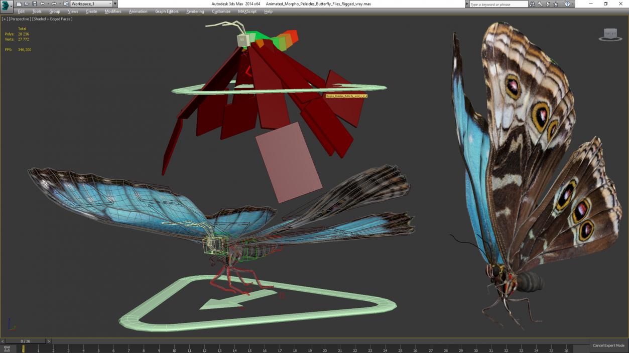 Animated Morpho Peleides Butterfly Flies Rigged 3D