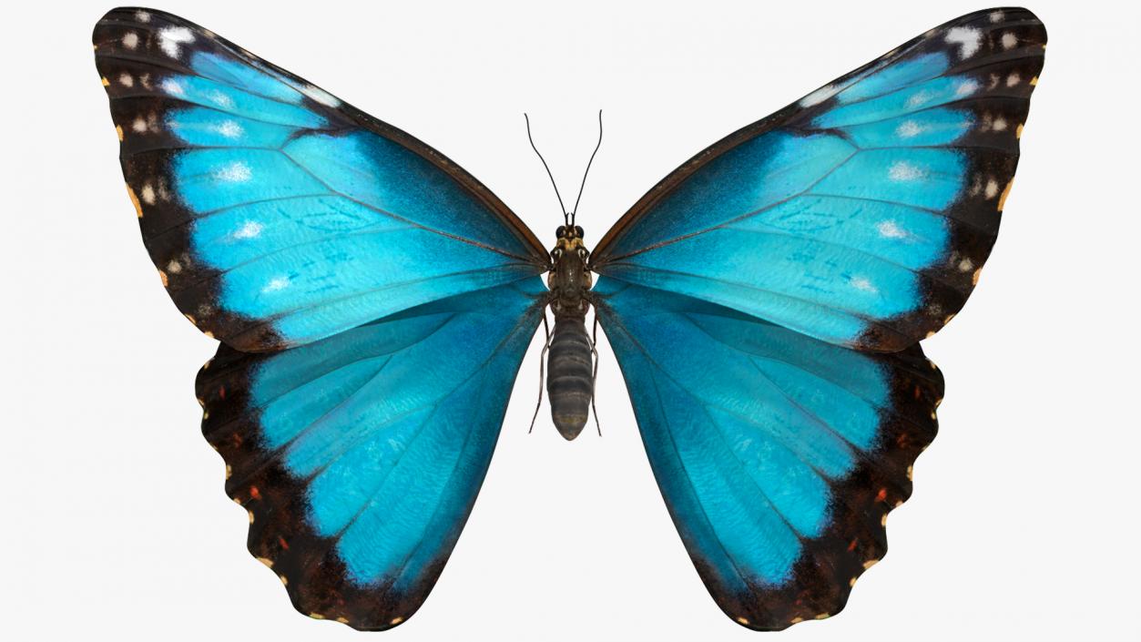 Animated Morpho Peleides Butterfly Flies Rigged 3D