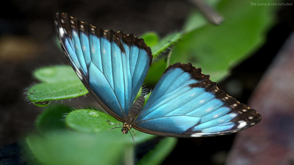 Animated Morpho Peleides Butterfly Flies Rigged 3D