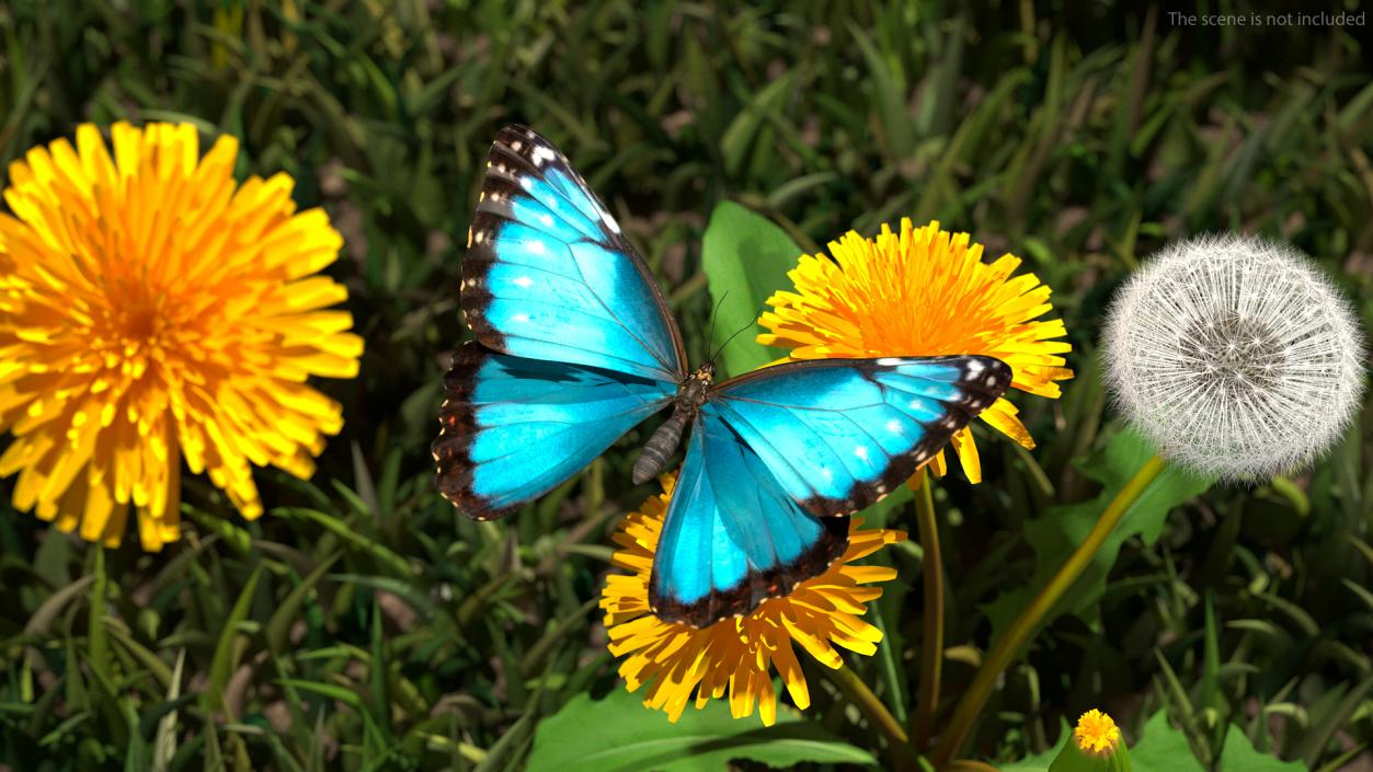 Animated Morpho Peleides Butterfly Flies Rigged 3D