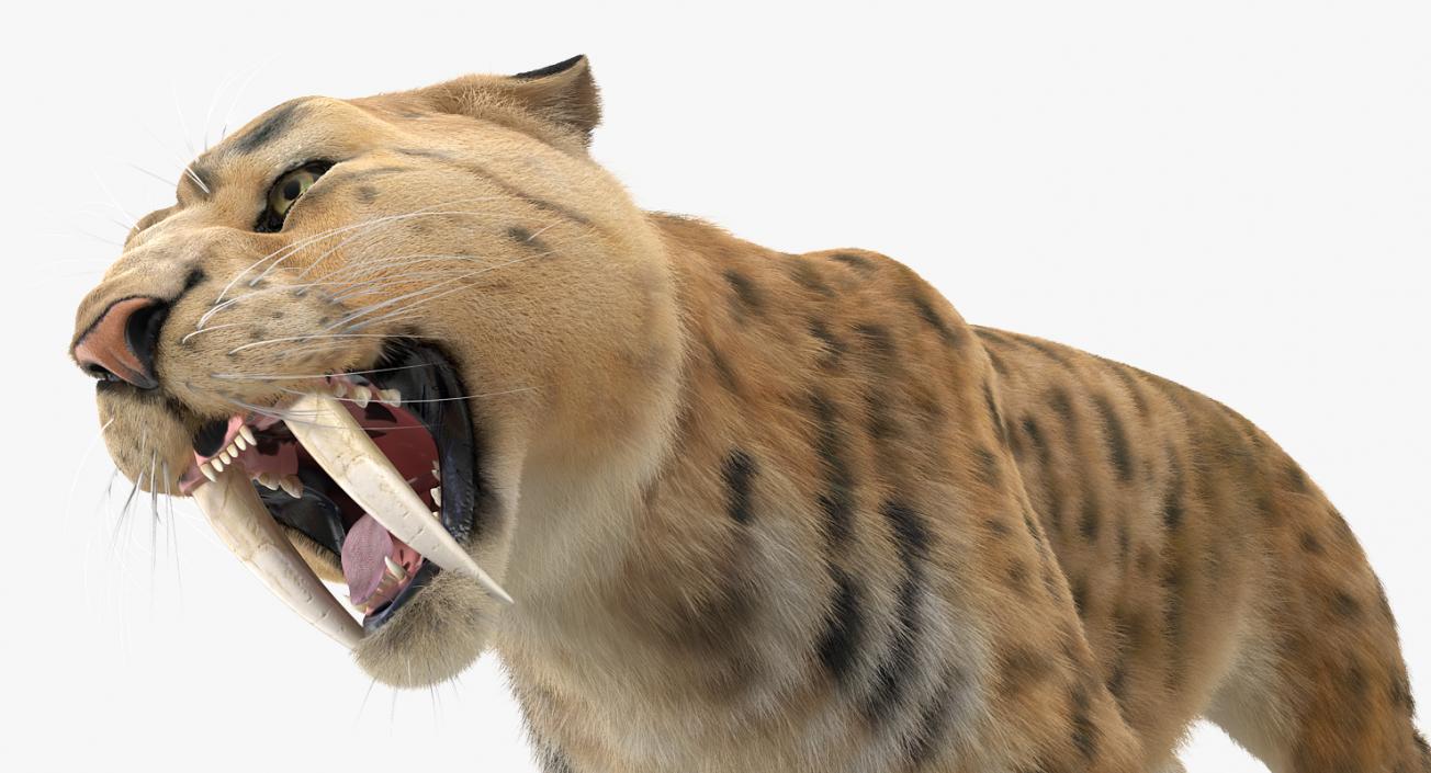 3D Saber Tooth Tiger Growls Pose with Fur model