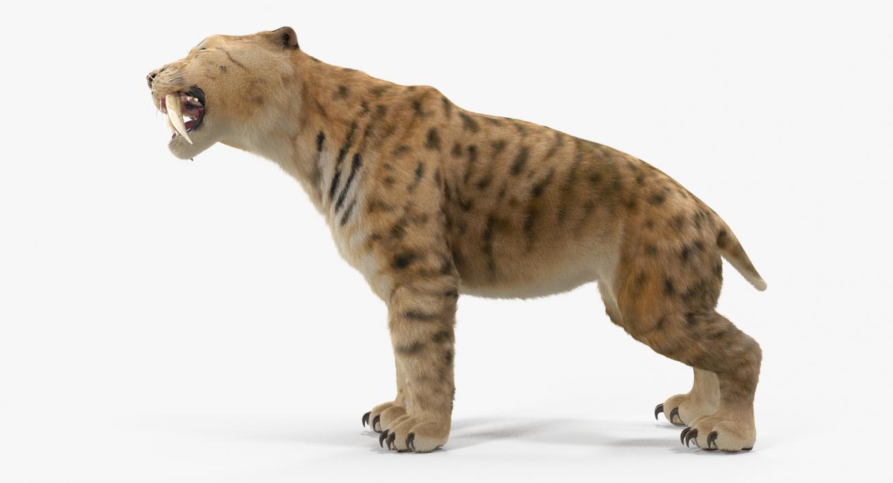 3D Saber Tooth Tiger Growls Pose with Fur model