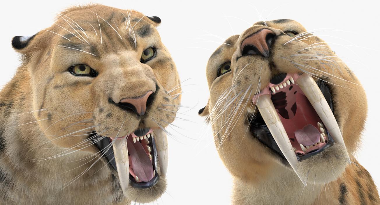 3D Saber Tooth Tiger Growls Pose with Fur model