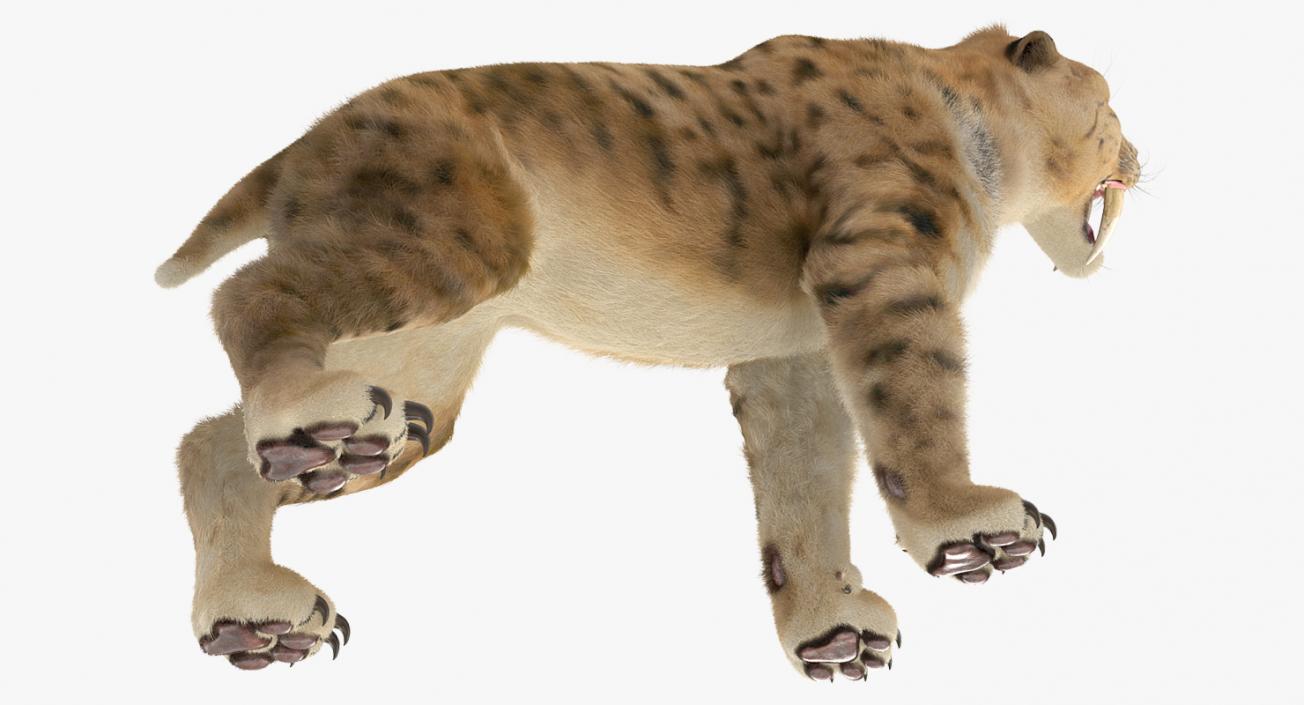 3D Saber Tooth Tiger Growls Pose with Fur model