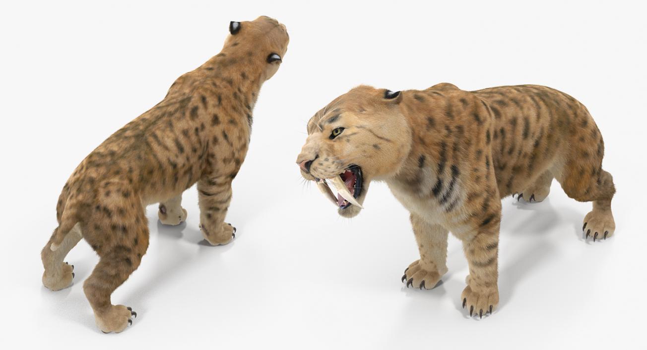 3D Saber Tooth Tiger Growls Pose with Fur model