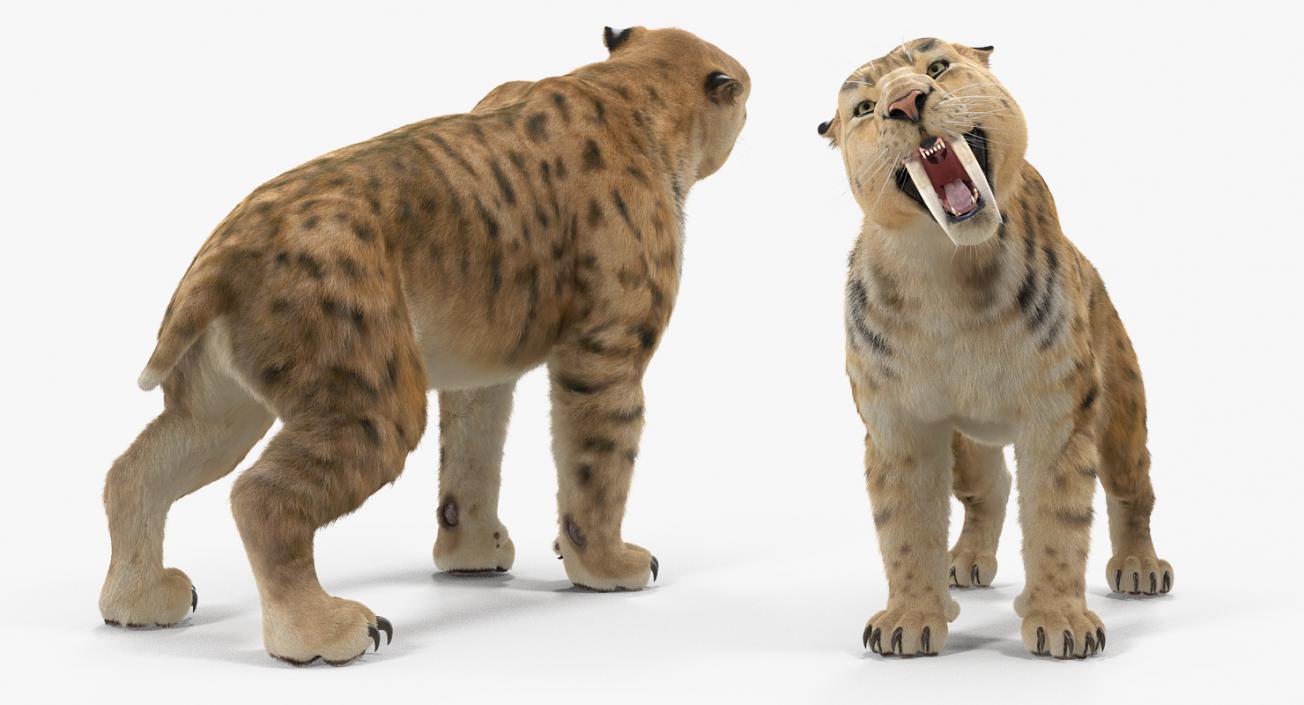 3D Saber Tooth Tiger Growls Pose with Fur model