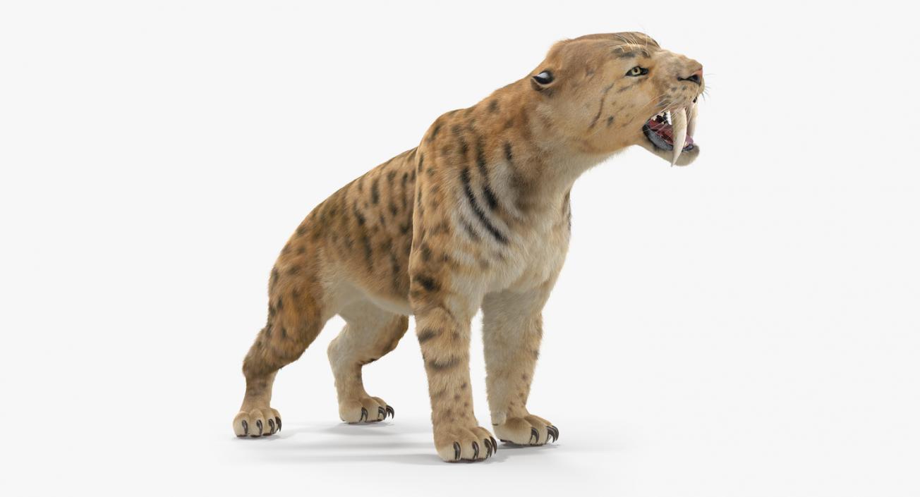 3D Saber Tooth Tiger Growls Pose with Fur model