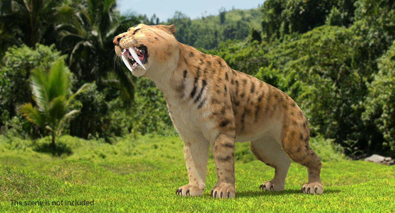 3D Saber Tooth Tiger Growls Pose with Fur model