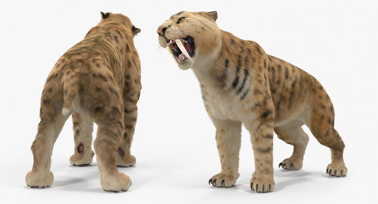 3D Saber Tooth Tiger Growls Pose with Fur model