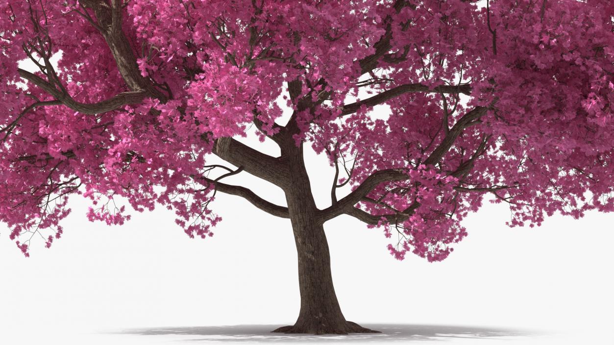 3D Pink Trumpet Tree Big