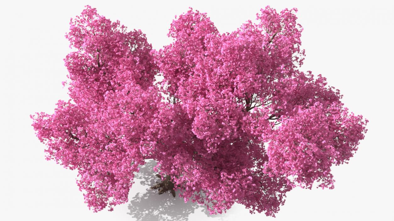 3D Pink Trumpet Tree Big