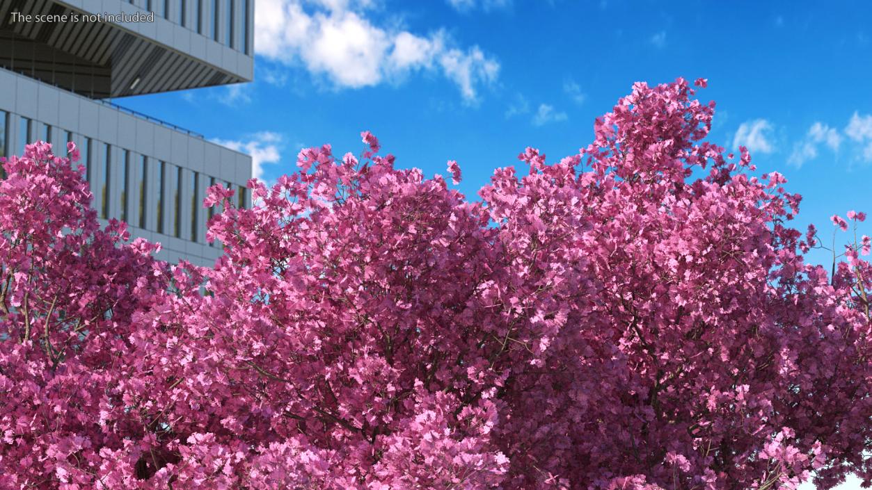 3D Pink Trumpet Tree Big