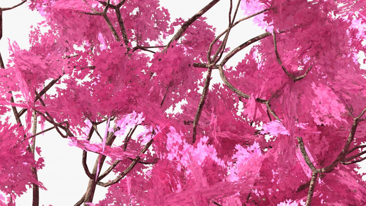 3D Pink Trumpet Tree Big