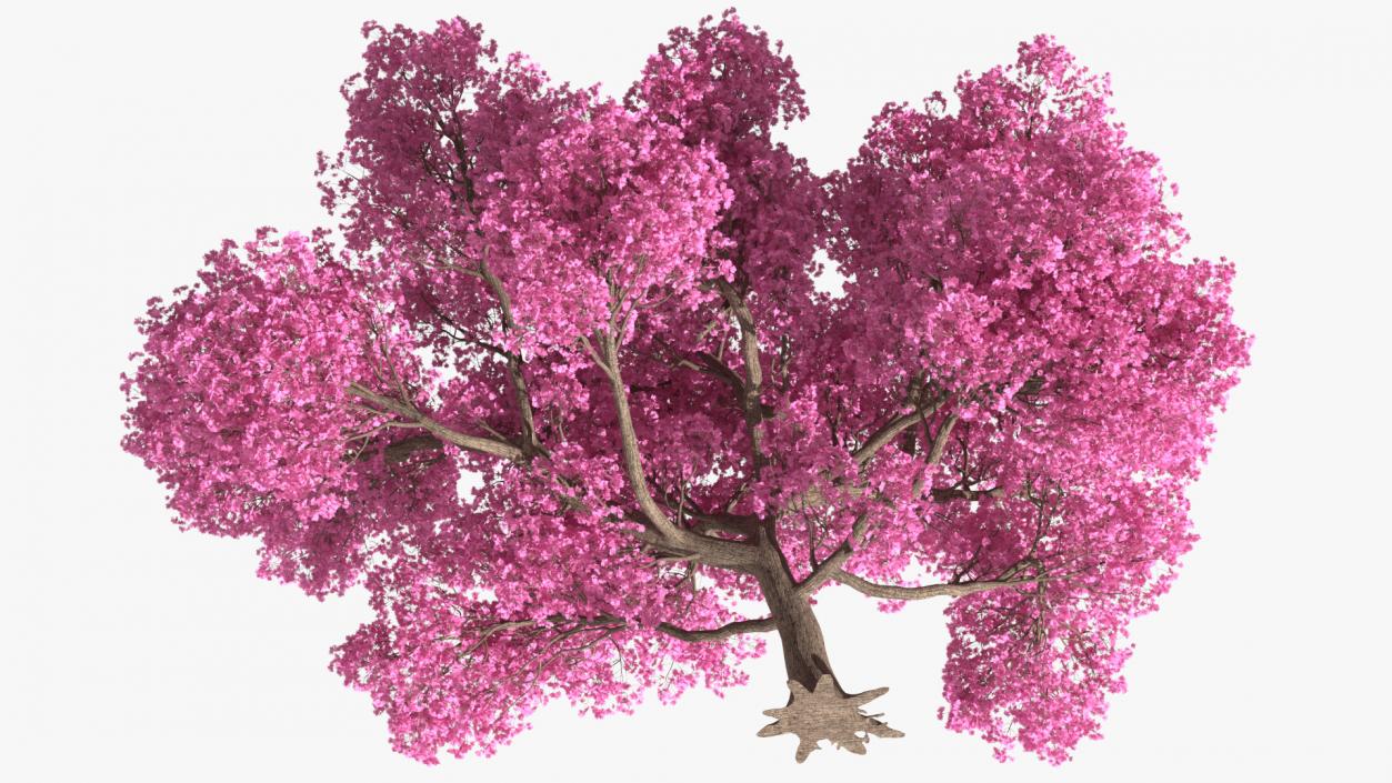 3D Pink Trumpet Tree Big