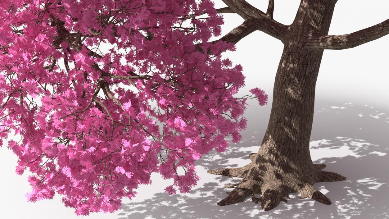 3D Pink Trumpet Tree Big