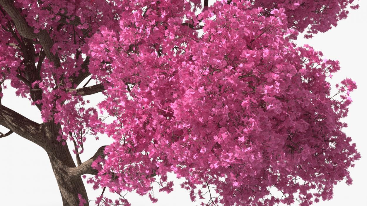 3D Pink Trumpet Tree Big