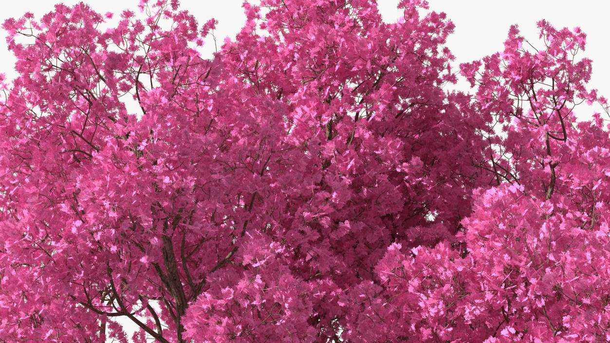 3D Pink Trumpet Tree Big