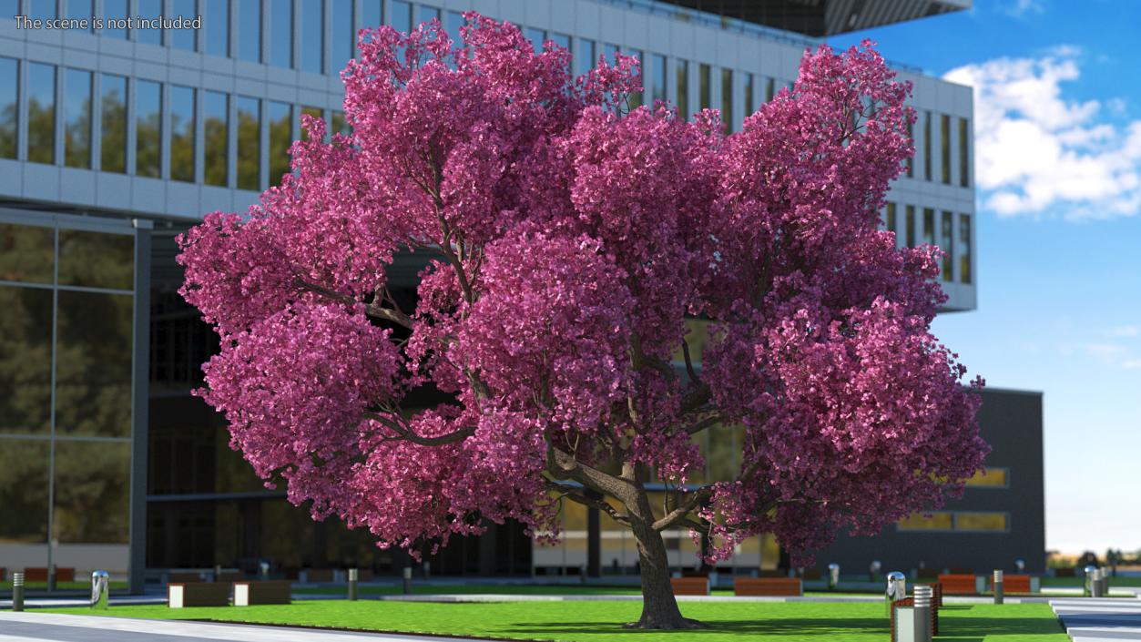 3D Pink Trumpet Tree Big