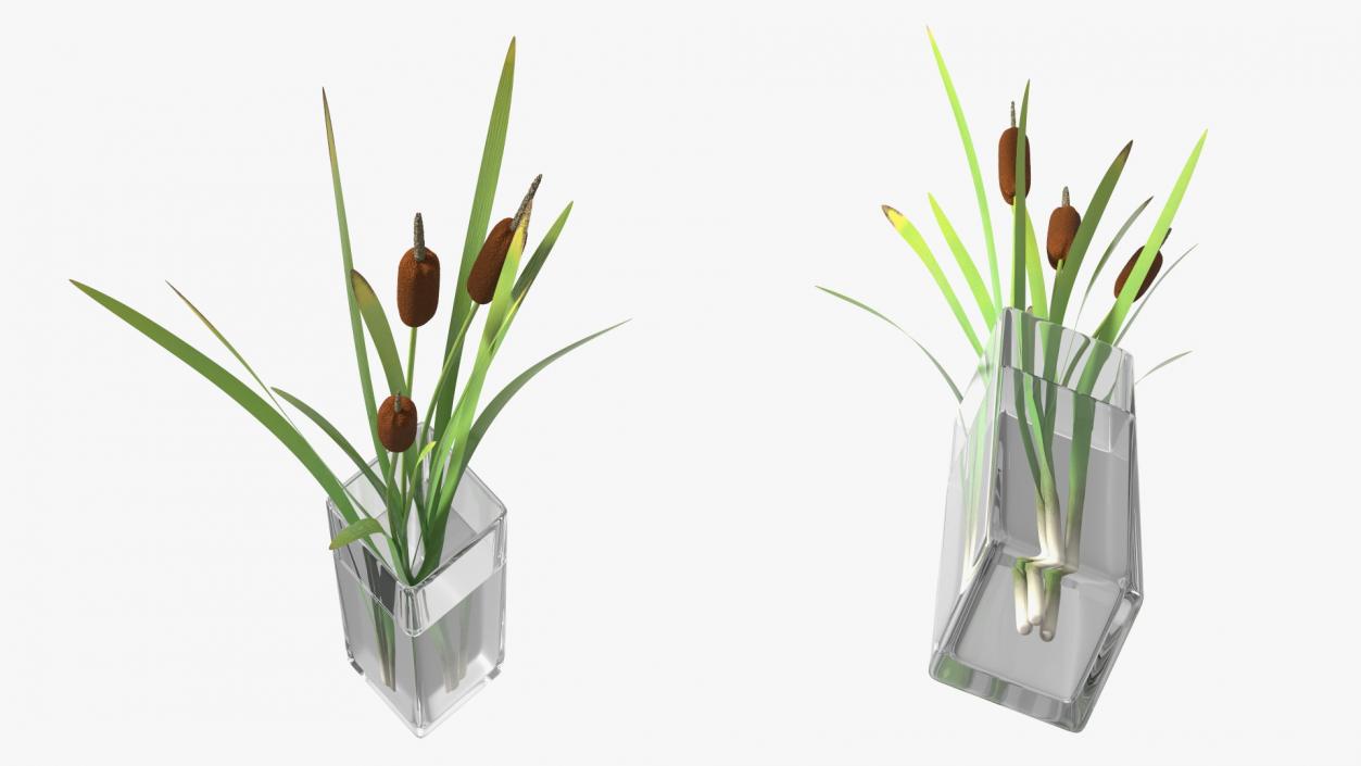 3D Cattail in Glass Vase