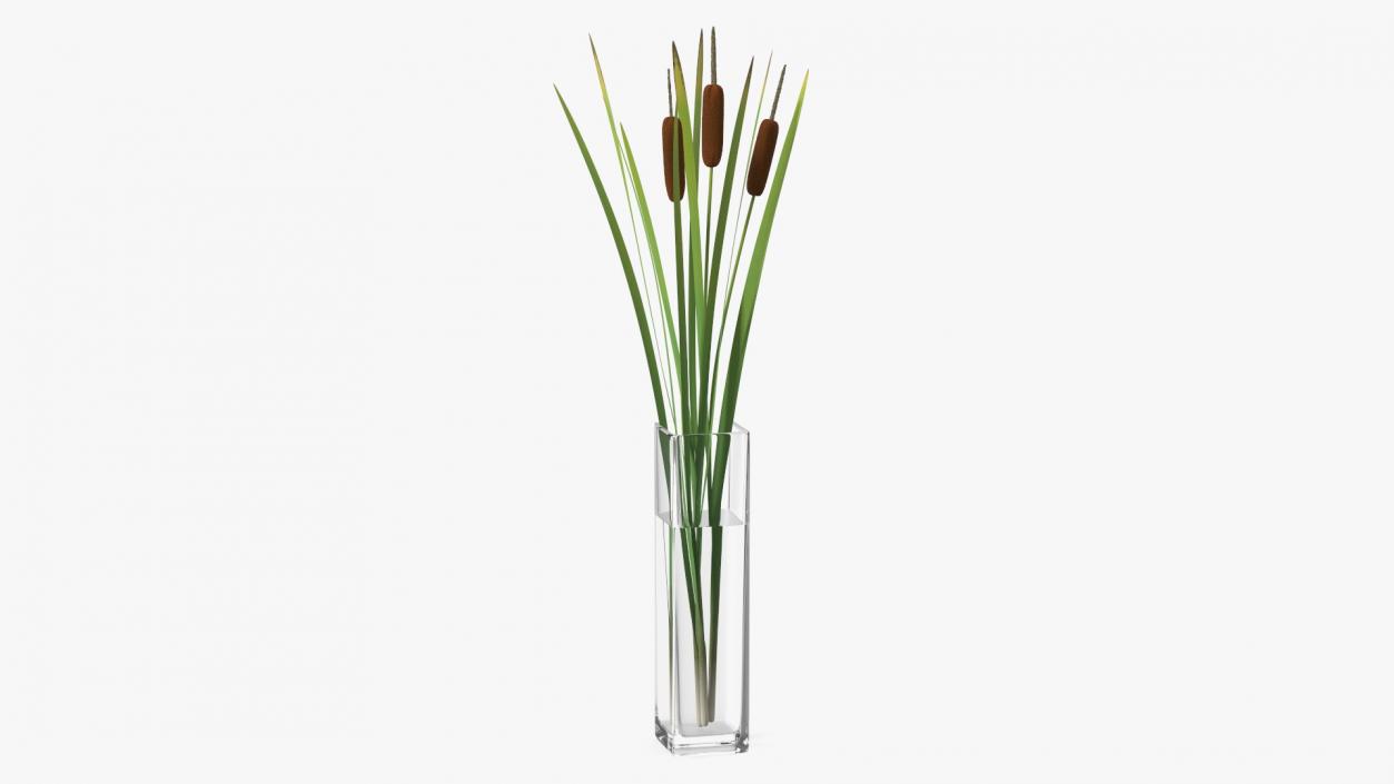 3D Cattail in Glass Vase