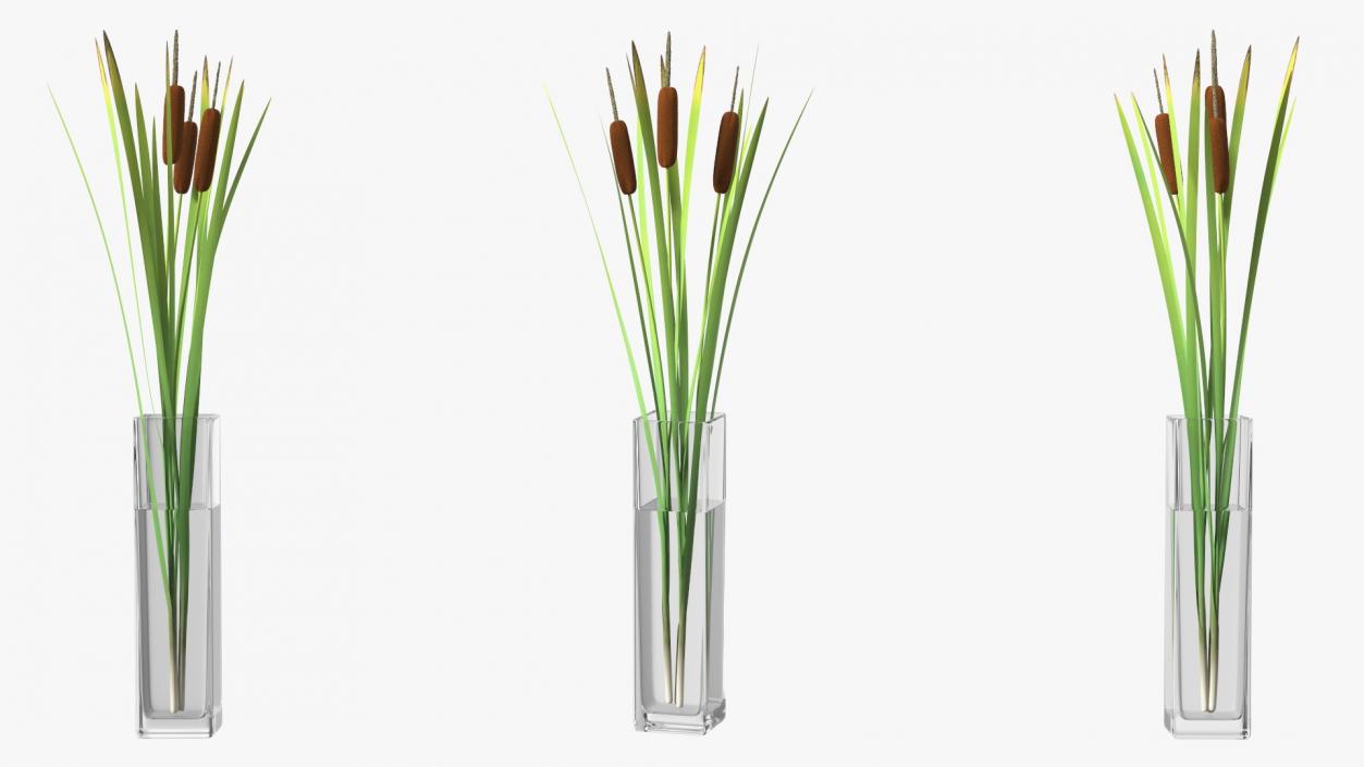 3D Cattail in Glass Vase