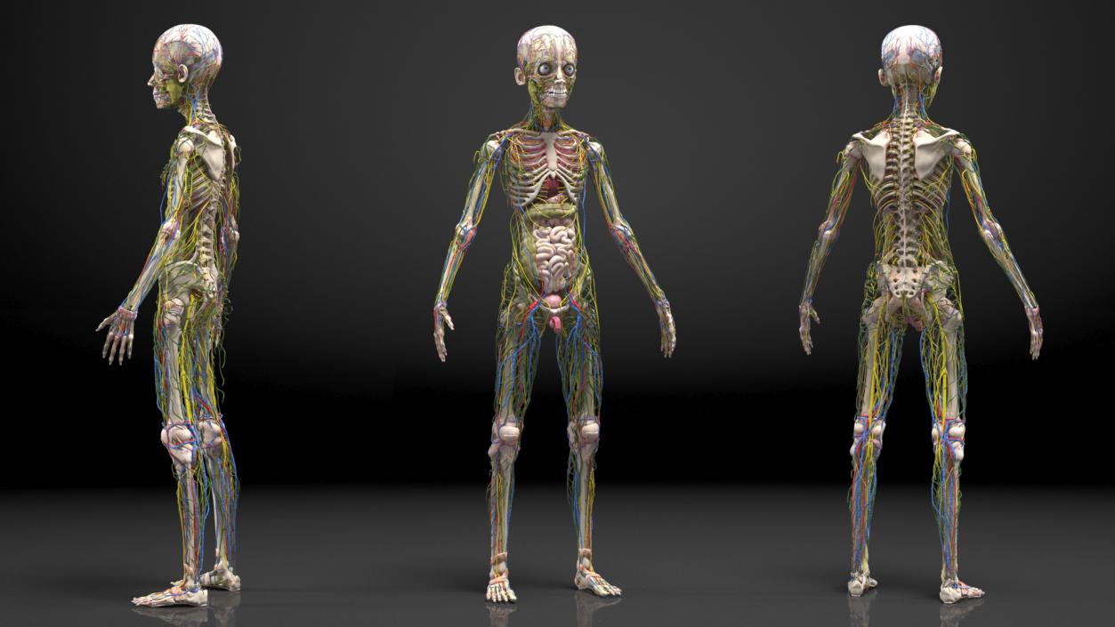 3D Young Man Body Anatomy without Muscles model