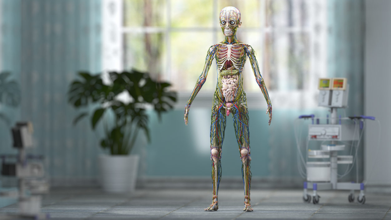 3D Young Man Body Anatomy without Muscles model