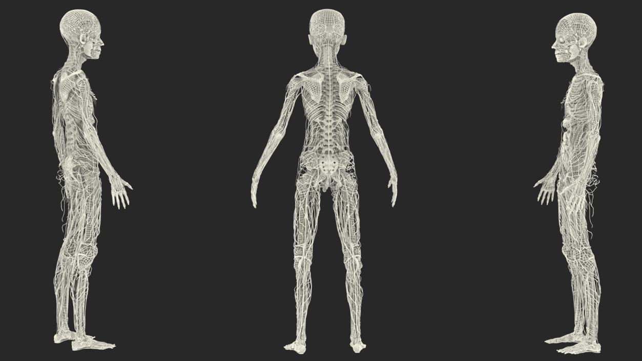 3D Young Man Body Anatomy without Muscles model