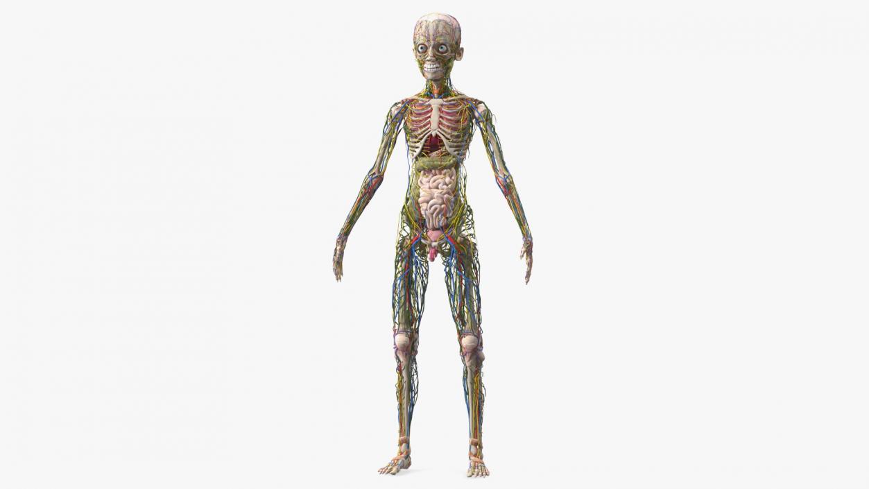 3D Young Man Body Anatomy without Muscles model