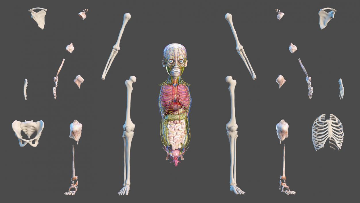 3D Young Man Body Anatomy without Muscles model