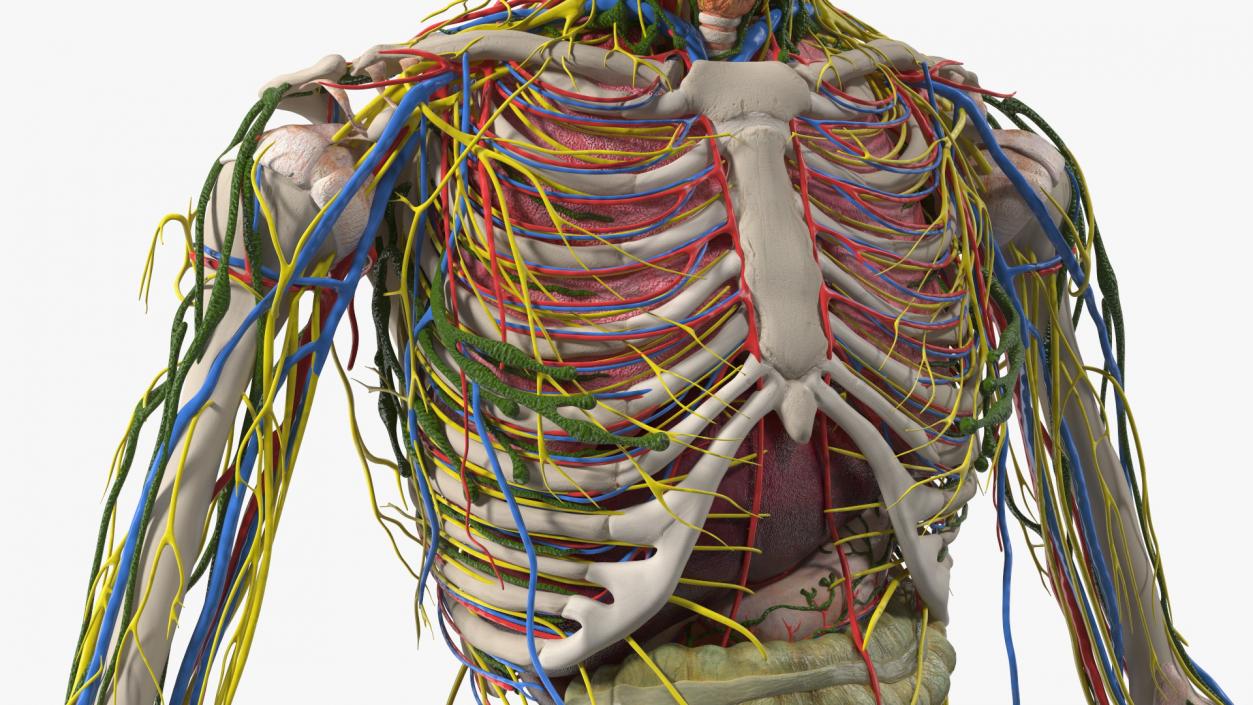 3D Young Man Body Anatomy without Muscles model