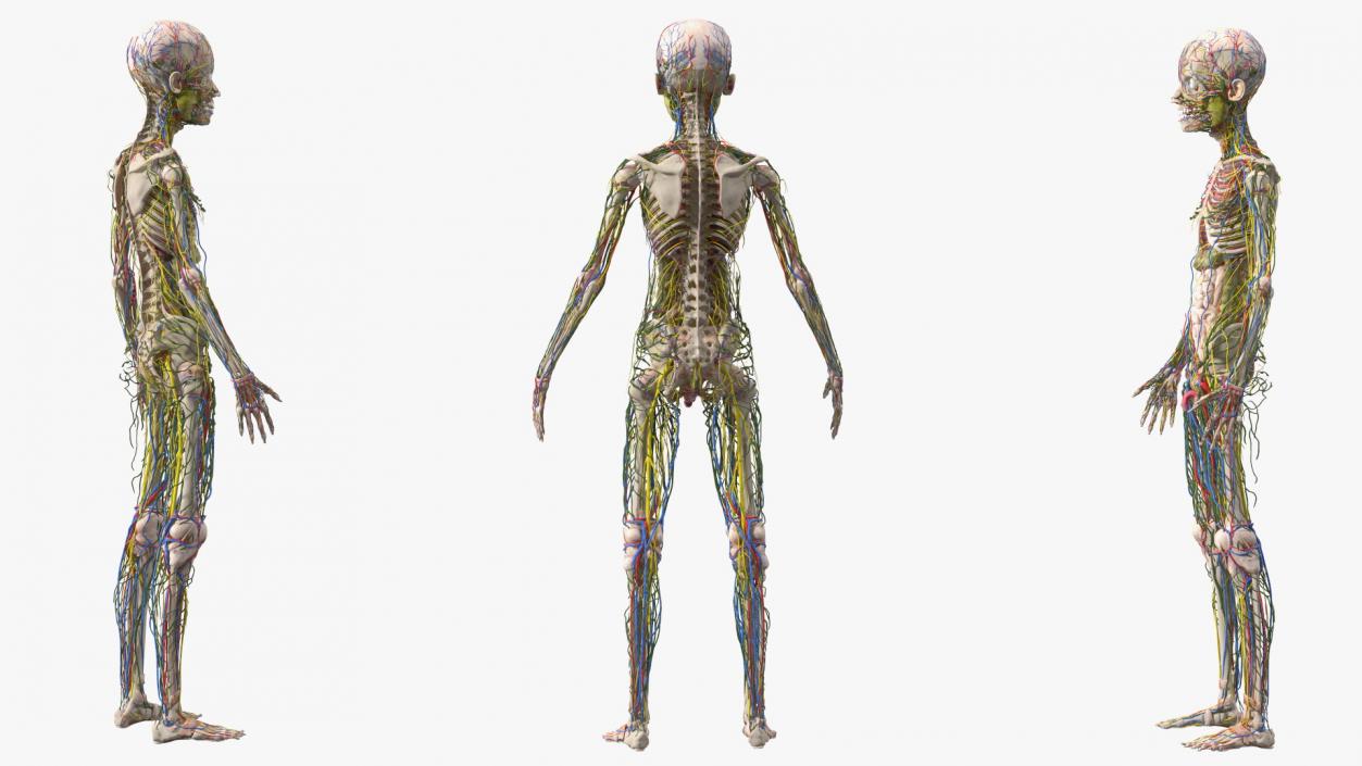 3D Young Man Body Anatomy without Muscles model