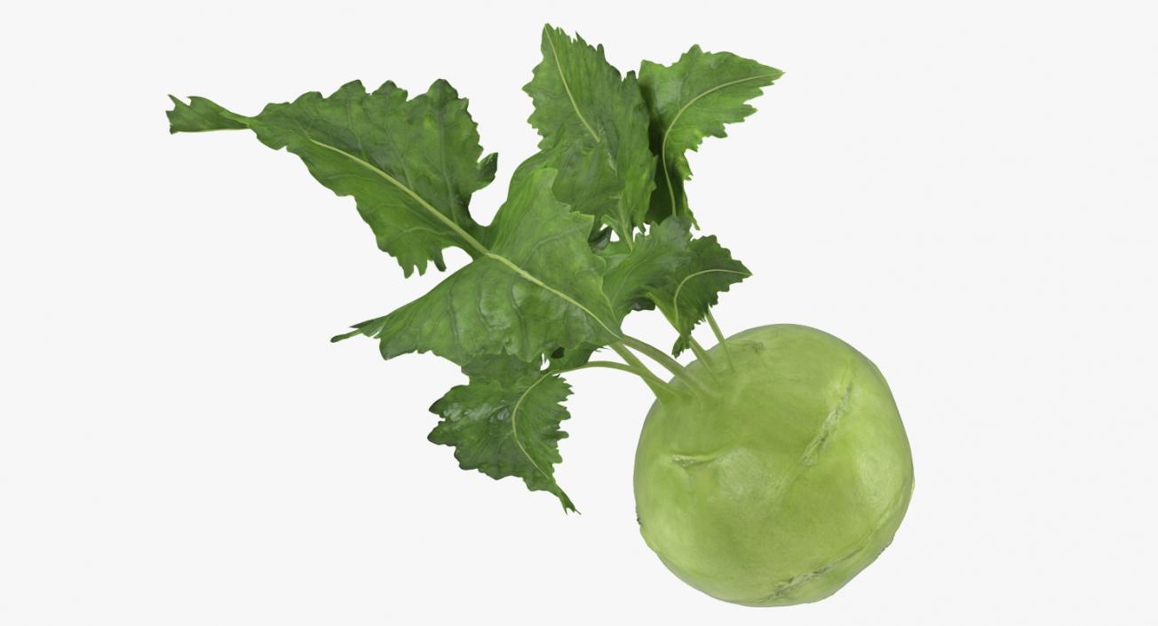 Kohlrabi German Turnip 3D