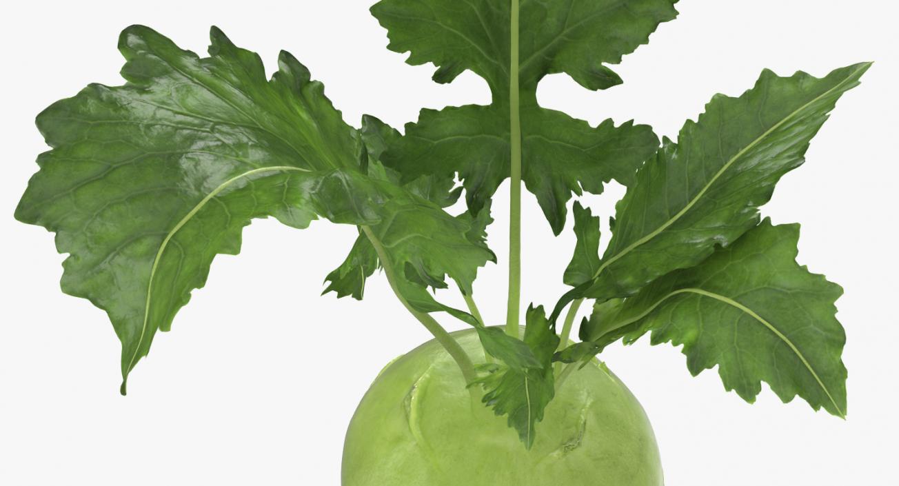 Kohlrabi German Turnip 3D