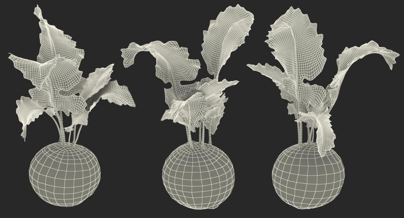 Kohlrabi German Turnip 3D