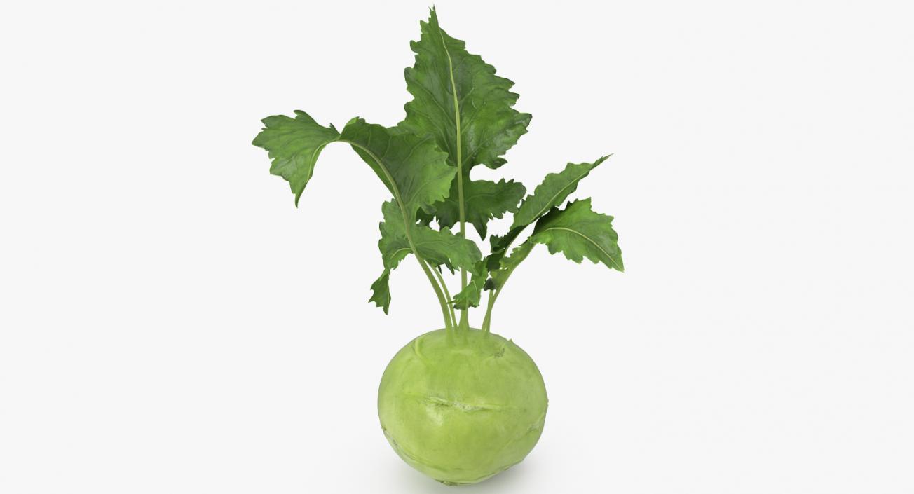 Kohlrabi German Turnip 3D