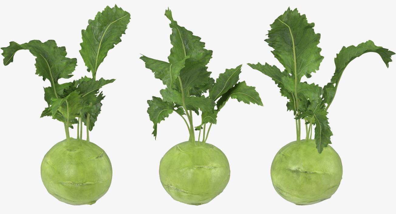 Kohlrabi German Turnip 3D