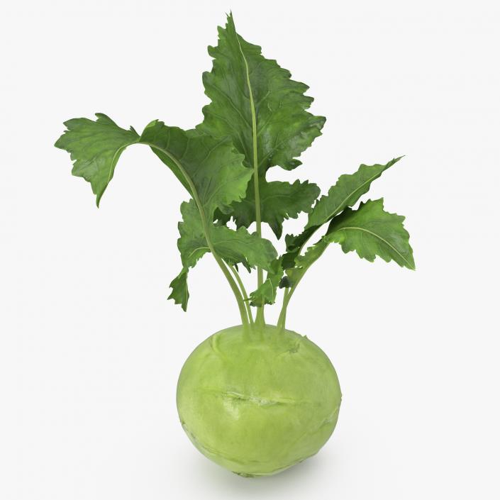 Kohlrabi German Turnip 3D