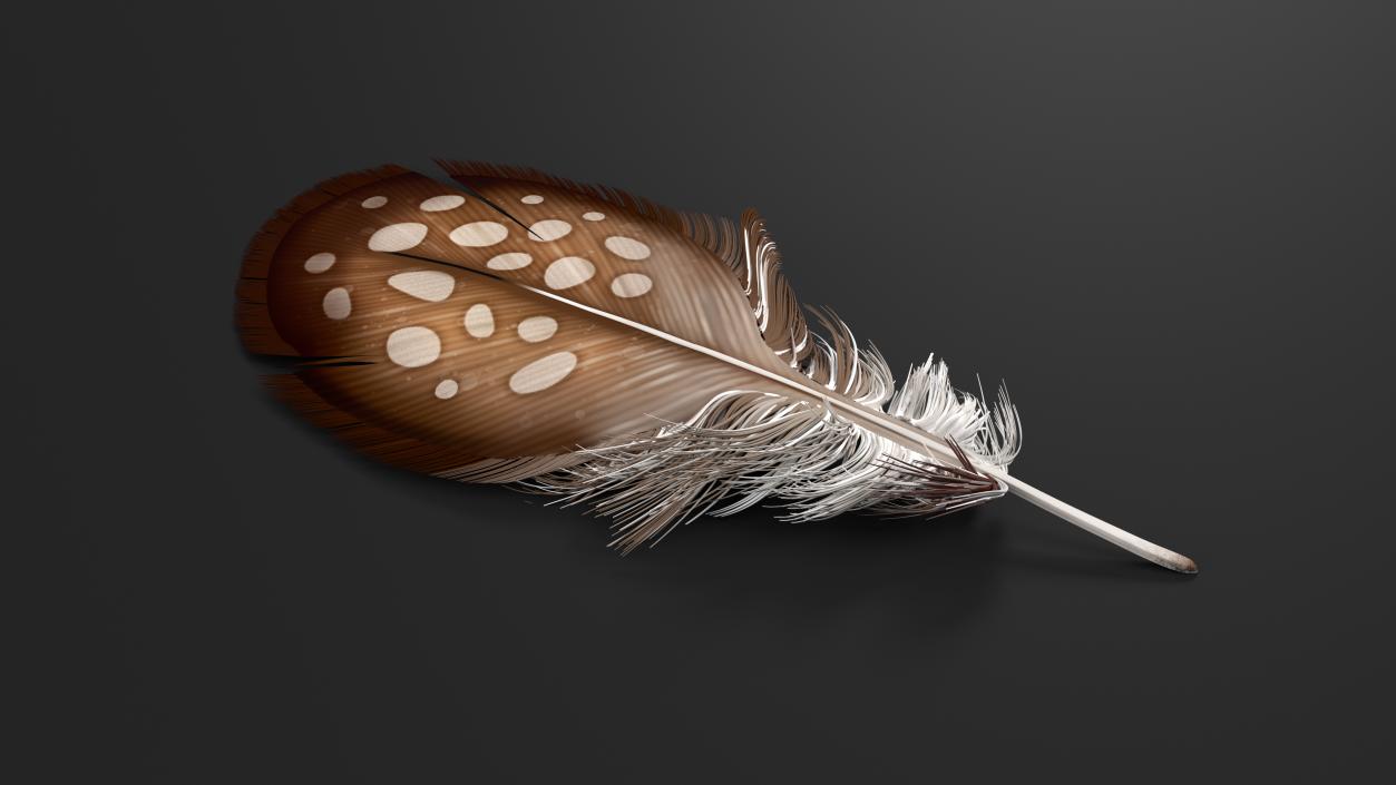 Feathers Collection 3D model