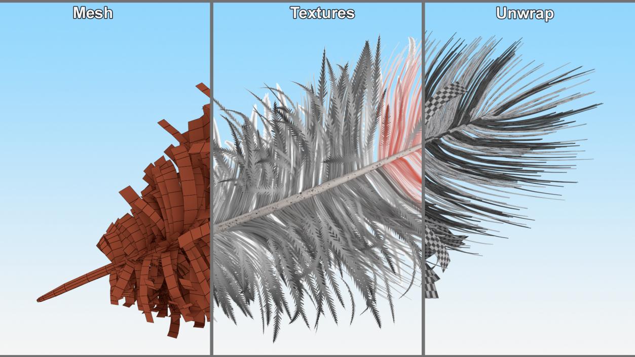 Feathers Collection 3D model