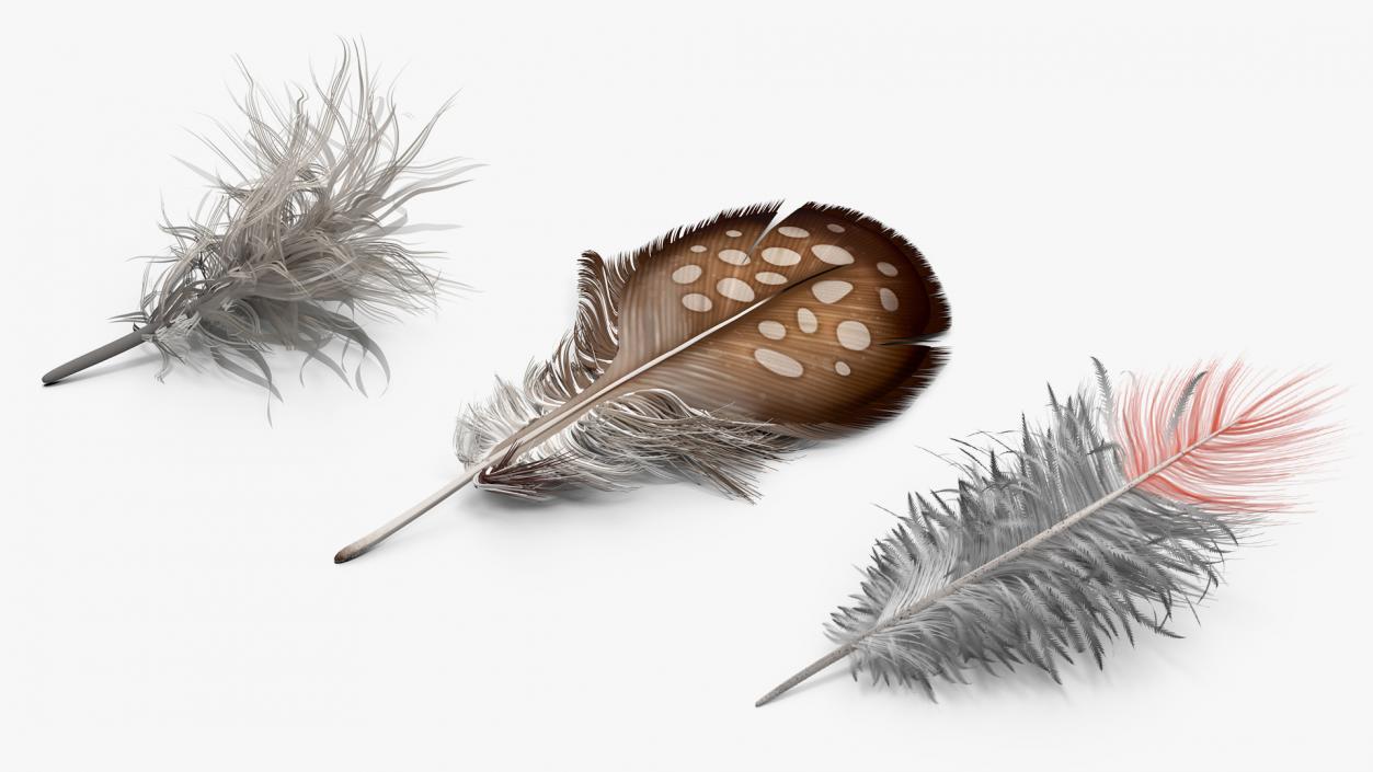 Feathers Collection 3D model