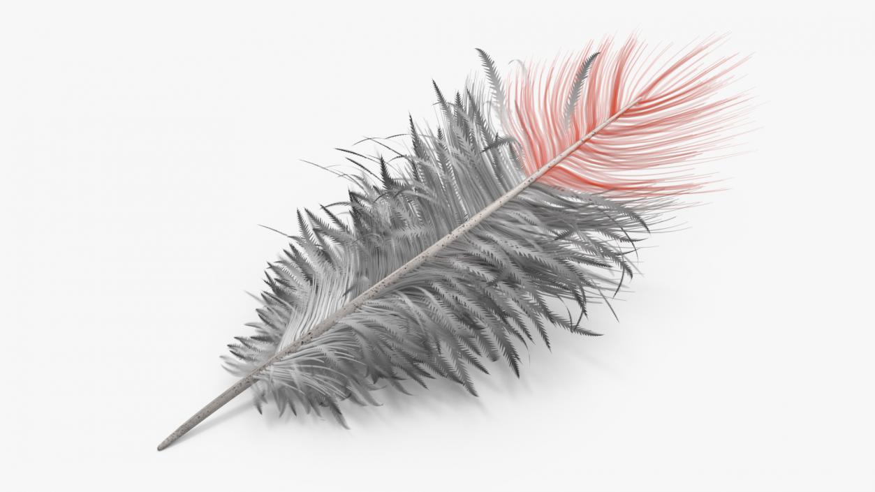 Feathers Collection 3D model