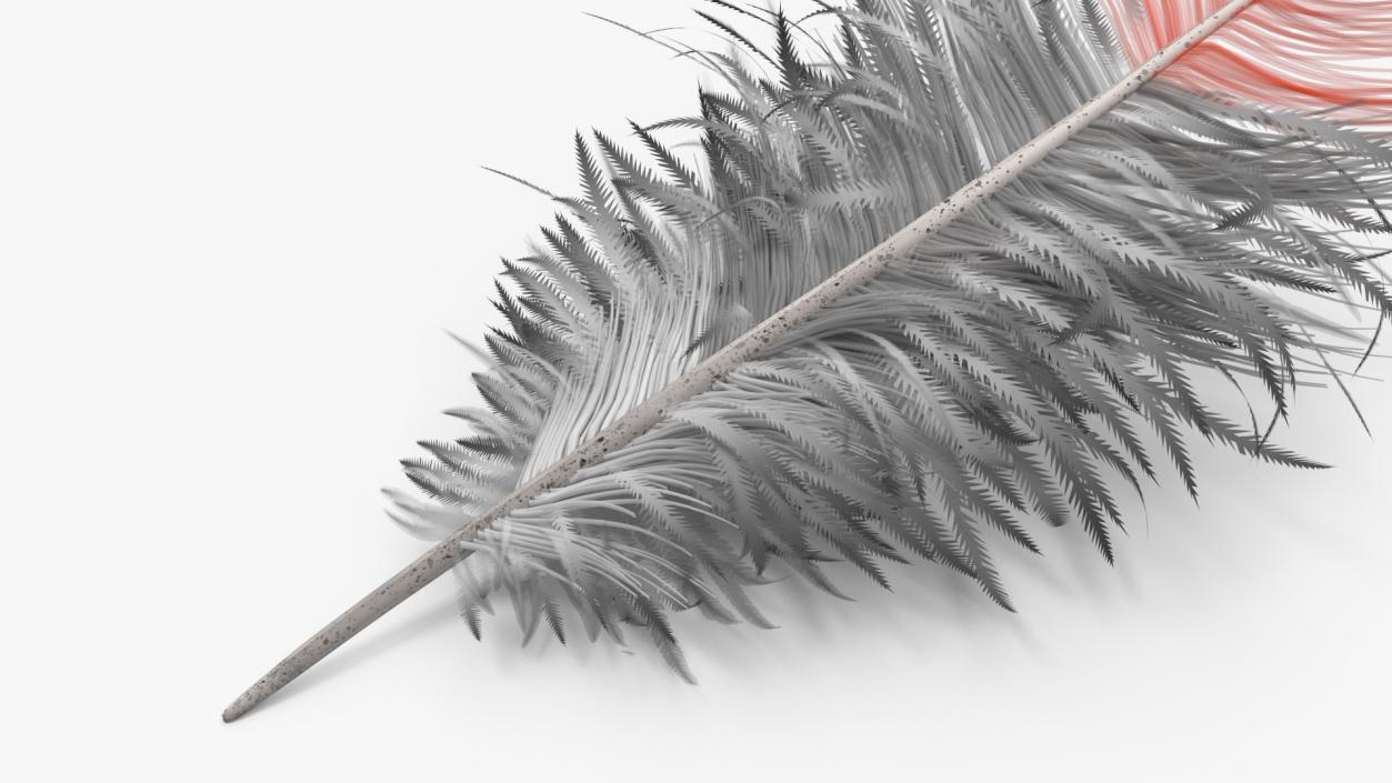 Feathers Collection 3D model