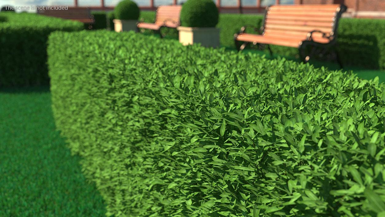 Boxwood Hedge Fence 3D model