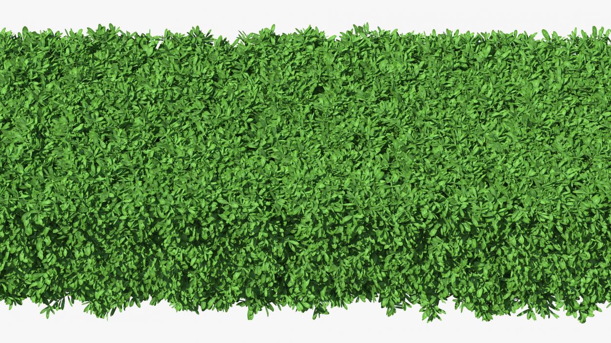 Boxwood Hedge Fence 3D model