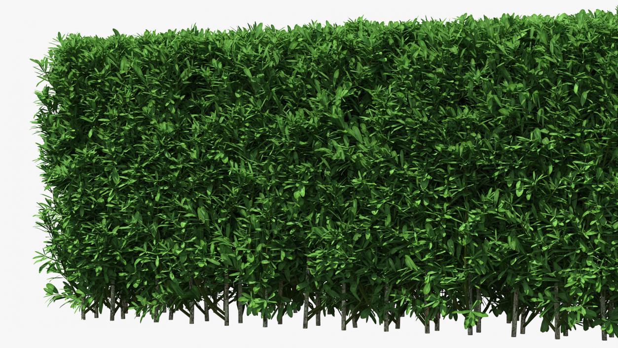 Boxwood Hedge Fence 3D model