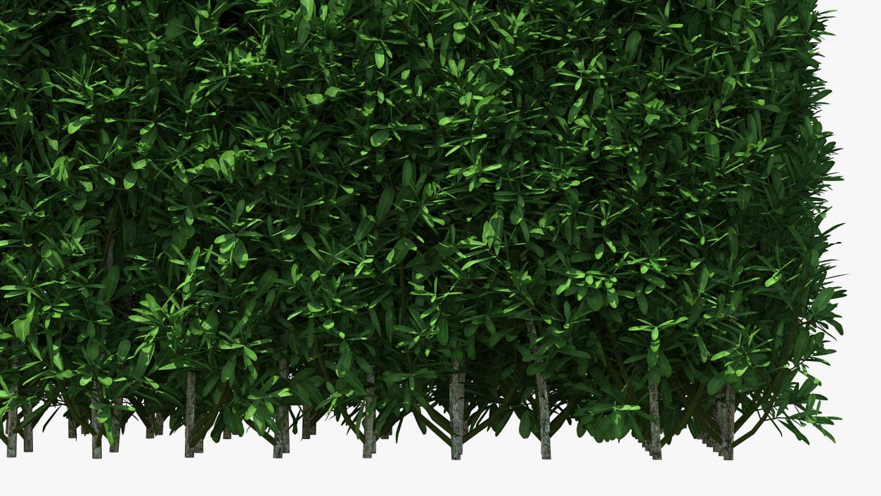 Boxwood Hedge Fence 3D model