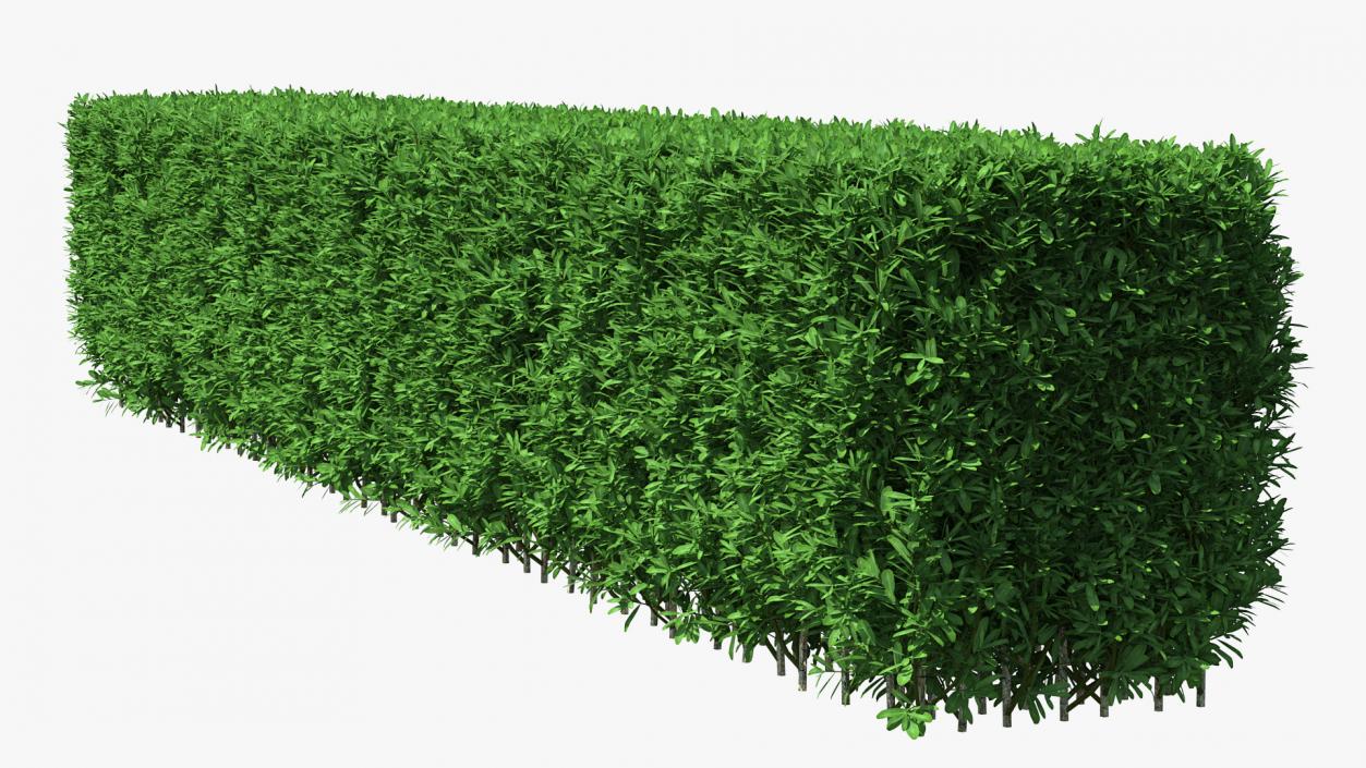 Boxwood Hedge Fence 3D model