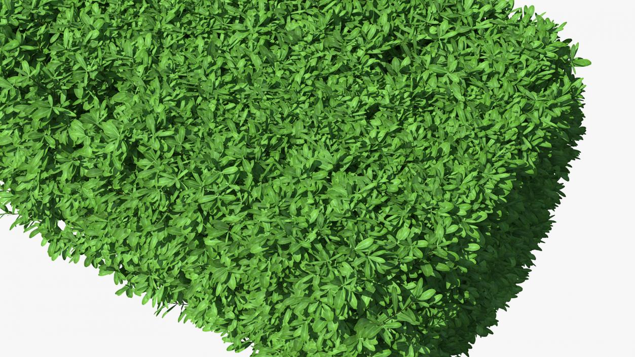 Boxwood Hedge Fence 3D model